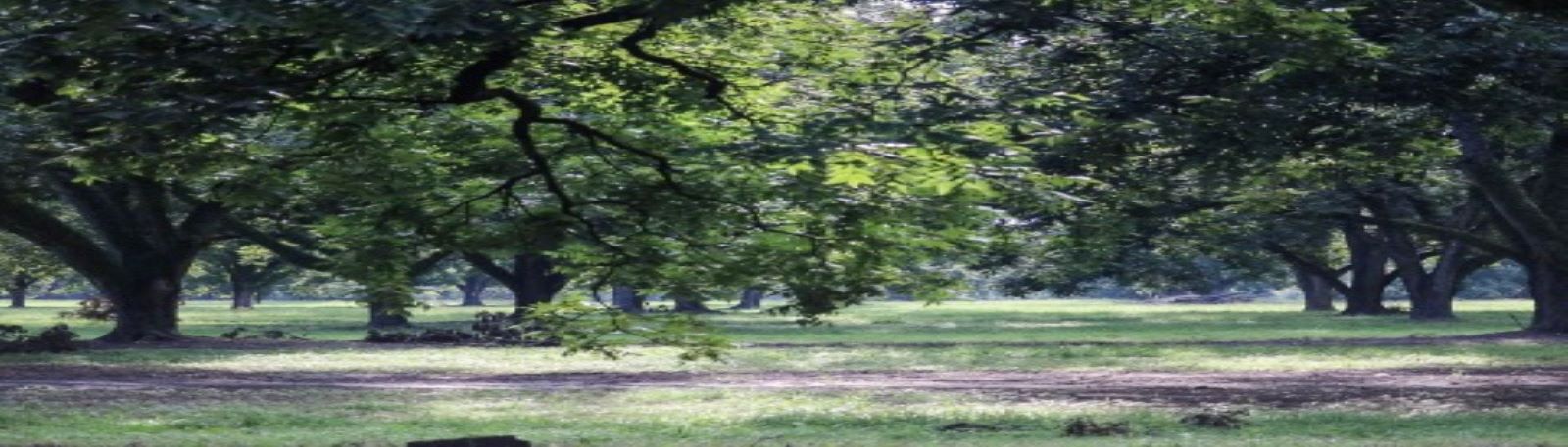 Pecan Orchard in summer