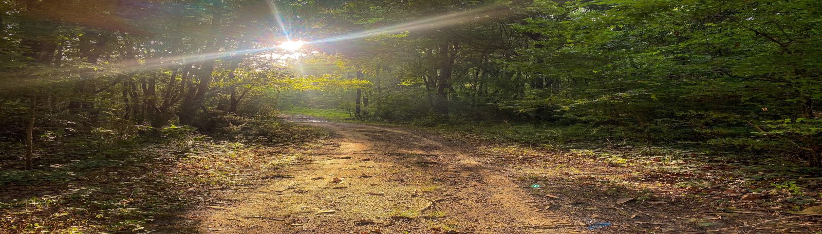 Sunlight shining thru trees on a dirt road