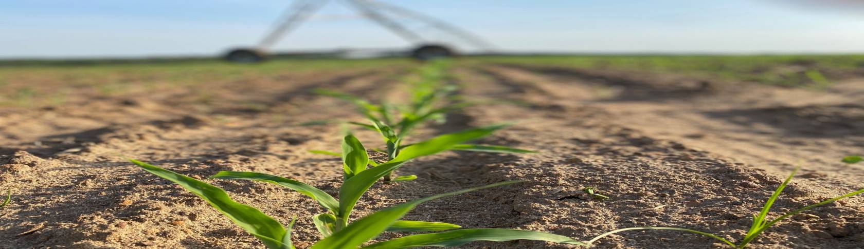 Baby Corn growing in Field