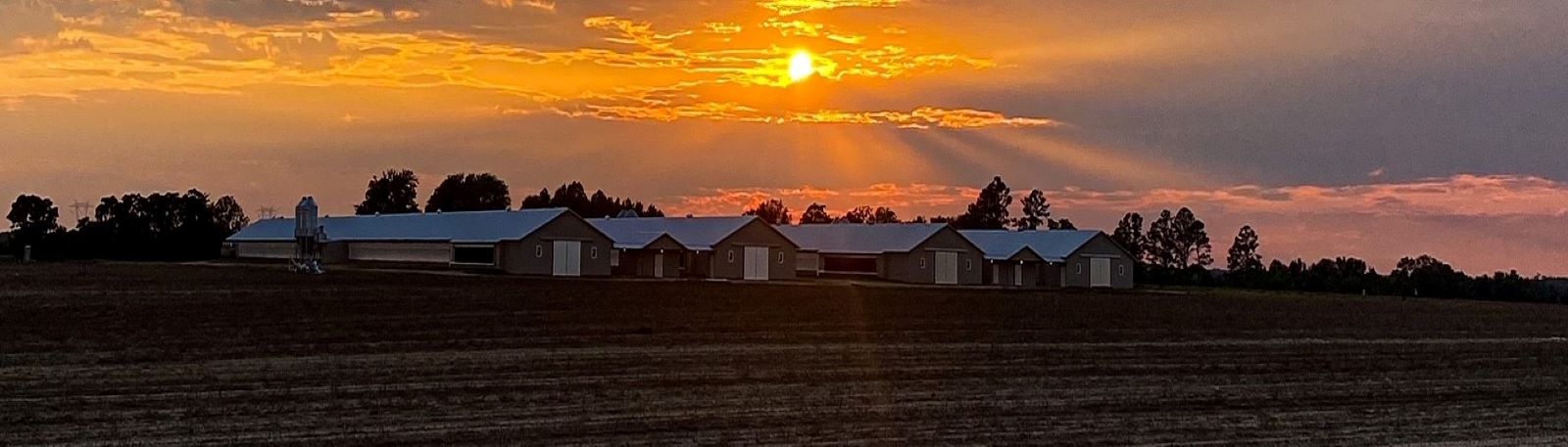 Sun setting over Chicken Houses