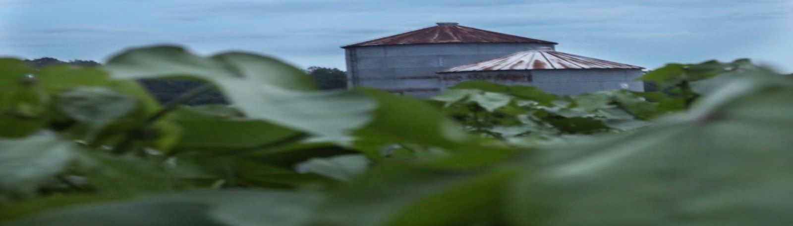 Old Grain bins