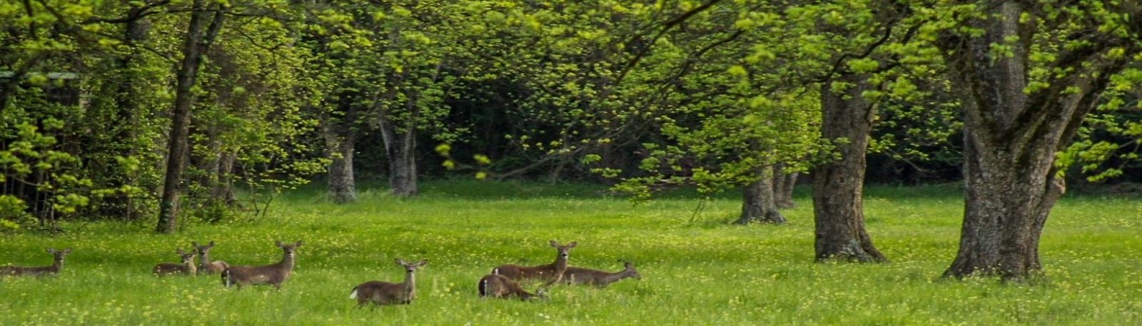 Deer Grazing in Pecan Orchard