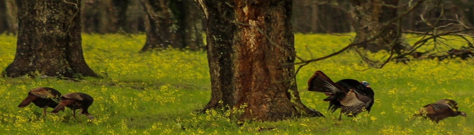 Turkeys grazing in a Pecan Orchard