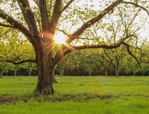 Sun shining between pecan Tree