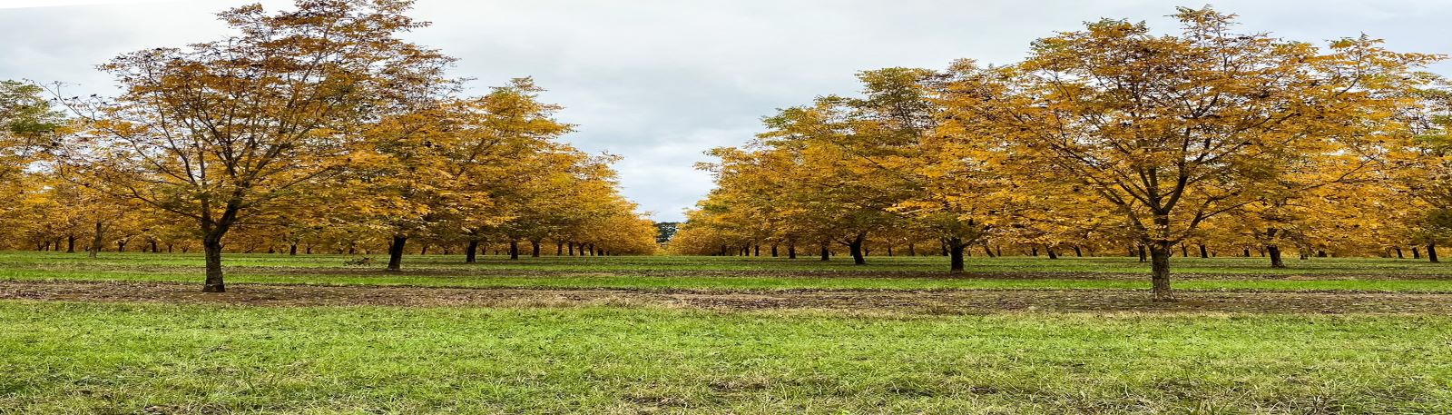 Pecan Orchard in the Fall