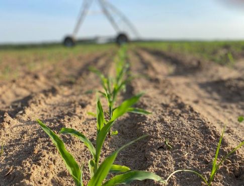 Baby Corn Growing in Field