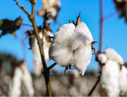 Cotton growing